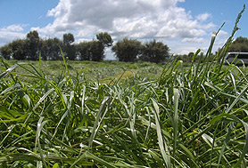 ORGANICAG