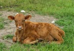 Benefits of Biological Farming