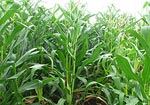 Biological Farming