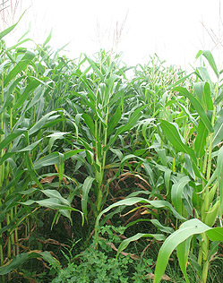 Organic Certification food/ fibre