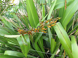 Organic input product certification